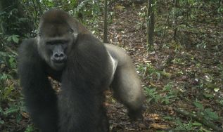 Rare Gorillas Found in Nigeria