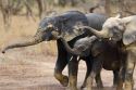 West African National Park Gets $23.5 million Funding