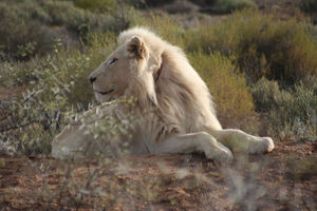 Studies reveal hidden consequences of hunting Africa’s trophy lions